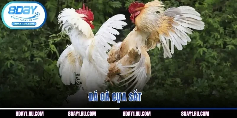 Hình thức chọi kê bằng cựa sắt sắc bén